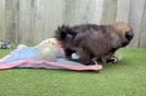 Meet Ariana - our Shih Pom Puppy Video