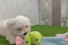 Maltese Pup Being Cute