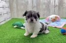 Teddy Bear Puppy for Adoption
