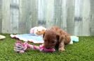 Meet Jenelle - our Cavapoo Puppy Video