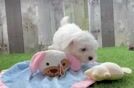 Energetic Maltese Purebred Puppy