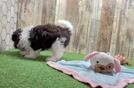 Adorable Havanese Cuban Bichon Purebred Puppy
