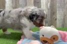 Adorable Mini Australian Shepherd X Poodle Mix Poodle Mix Puppy