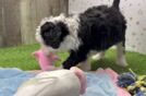 Sweet Mini Sheepadoodle Baby