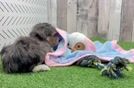 Petite Mini Aussiedoodle Poodle Mix Pup