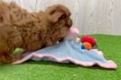 Friendly Mini Goldendoodle Baby