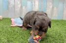 Meet Walker - our Cavapoo Puppy Video