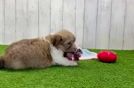 Meet Fernando - our Havanese Puppy Video