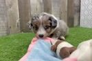 Energetic Aussie Poo Poodle Mix Puppy