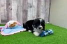 Meet Nox - our Mini Aussiedoodle Puppy Video