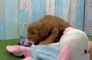 Mini Goldendoodle Pup Being Cute