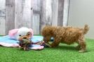 Meet Paige - our Poodle Puppy Video