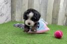 Meet Darius - our Mini Bernedoodle Puppy Video