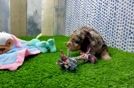 Best Cockapoo Baby