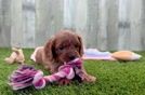 Cavapoo Puppy for Adoption
