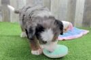 Best Mini Bernedoodle Baby