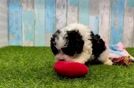 Meet Everett - our Cavapoo Puppy Video