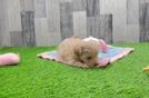 Petite Maltipoo Poodle Mix Pup