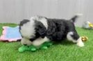 Mini Bernedoodle Puppy for Adoption