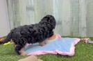 Cavapoo Puppy for Adoption
