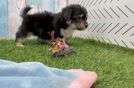 Meet Valerian - our Aussiechon Puppy Video