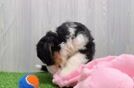 Adorable Mini Berniedoodle Poodle Mix Puppy