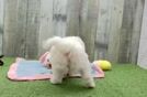 Maltipoo Pup Being Cute