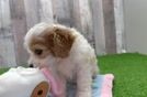 Cavachon Puppy for Adoption