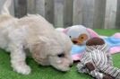 Maltipoo Pup Being Cute