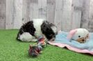 Hypoallergenic Havanese Purebred Pup