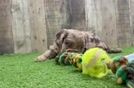 Cavapoo Puppy for Adoption