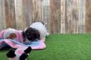Meet Bosco - our Havanese Puppy Video