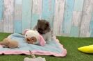Meet Drake - our Pomeranian Puppy Video  - Florida Fur Babies Playful Pomeranian Baby