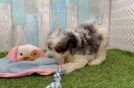 Cavapoo Puppy for Adoption