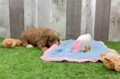 Cavapoo Puppy for Adoption
