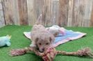 Playful Maltepoo Poodle Mix Puppy