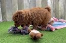 Meet Basha - our Mini Irish Doodle Puppy Video