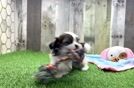 Meet Bailey - our Teddy Bear Puppy Video
