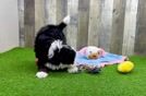 Smart Mini Bernedoodle Poodle Mix Pup