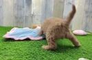 Mini Goldendoodle Pup Being Cute