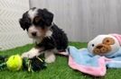 Small Mini Bernedoodle Baby