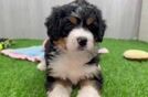 Fluffy Mini Bernedoodle Poodle Mix Pup