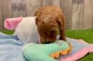 Cavapoo Puppy for Adoption