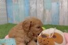 Sweet Cavapoo Baby