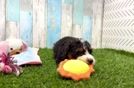Mini Bernedoodle Pup Being Cute