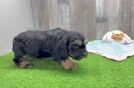 Petite Cavapoo Poodle Mix Pup