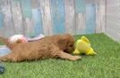 Cavapoo Puppy for Adoption