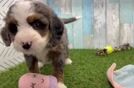 Best Mini Bernedoodle Baby