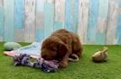 Small Mini Goldendoodle Baby