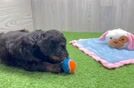 Mini Aussiedoodle Pup Being Cute